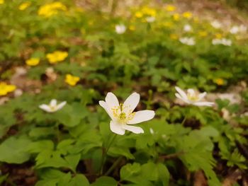 Close-up of white flowering plant