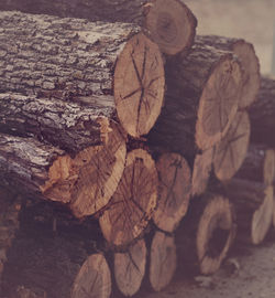 Close-up of logs