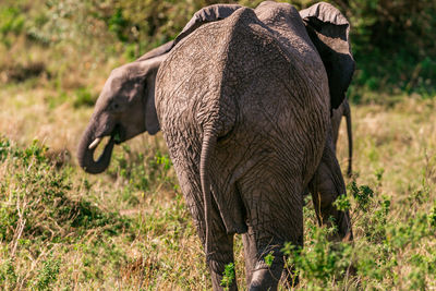 Close-up of elephant