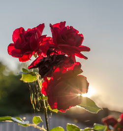 Close-up of red rose plant against sky