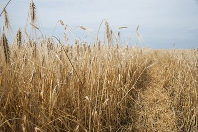 Wheat crop in field