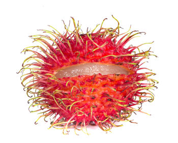 High angle view of red flower against white background