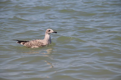 High angle view of seagull swimming in lake