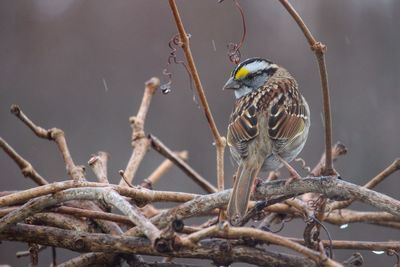 Close-up of bird perching on wall