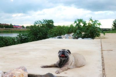 Dog relaxing in the lake