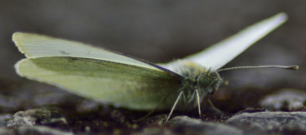 Close-up of food on table