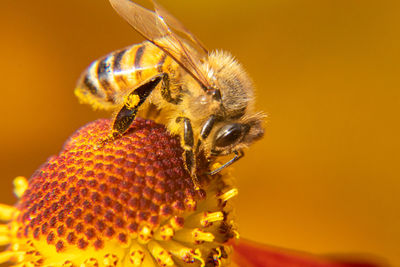 Close-up of bee pollinating on flower