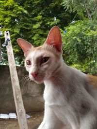 Close-up of a cat looking away