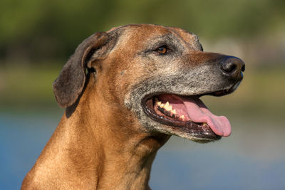 Close-up of a dog looking away