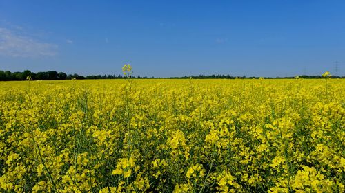 Scenic view of oilseed rape field against sky