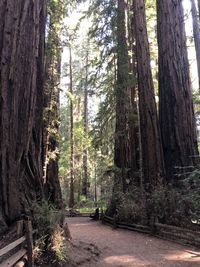 Trees growing in forest
