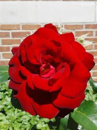 Close-up of red rose blooming outdoors