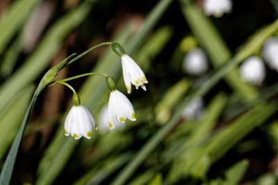 Close-up of white flowering plant
