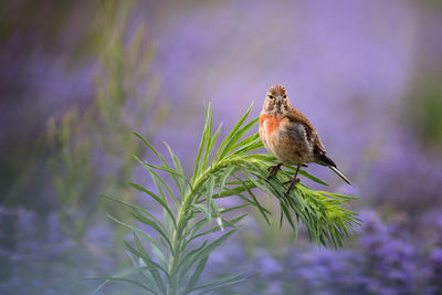 Close-up of bird perching on branch