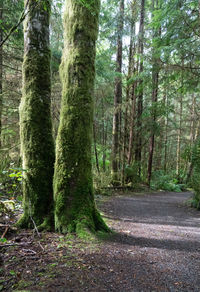 Trees growing in forest