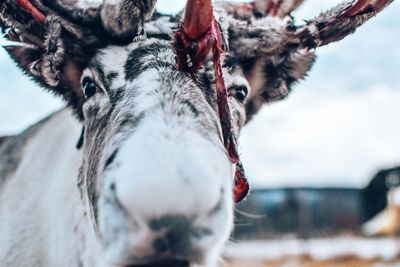 Close-up portrait of a horse