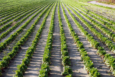 Scenic view of agricultural field