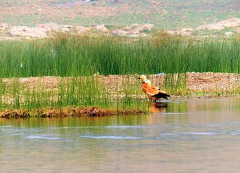 View of a bird by the lake