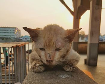 Close-up of stray kitten on railing wall against clear sky during sunset