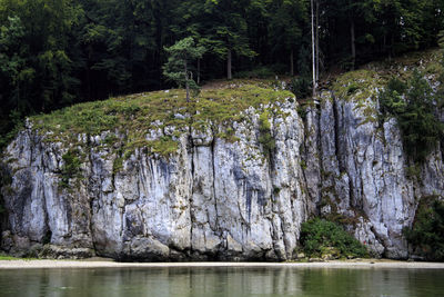 Scenic view of river in forest