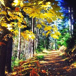 Trees in forest during autumn