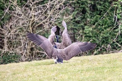 Birds flying in a field