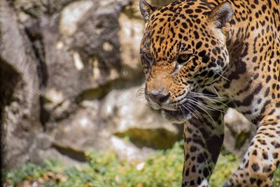 Close-up of leopard