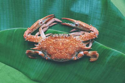 High angle view of crab on leaf