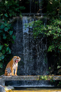 Tiger sitting on retaining wall in forest