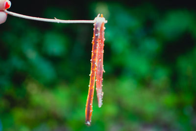 Close-up of plant hanging on branch