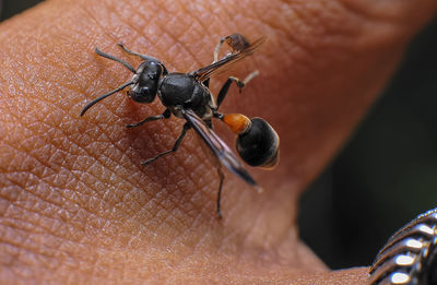 Close-up of insect on hand