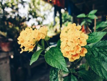 Close-up of yellow flowering plant