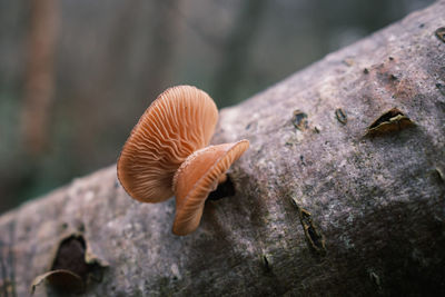 Close-up of mushroom growing outdoors