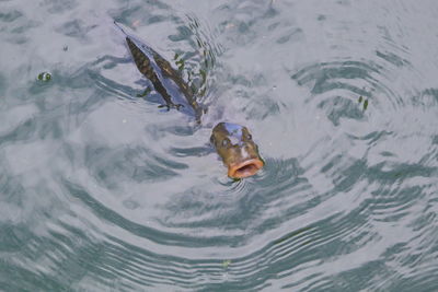 High angle view of fish swimming in lake