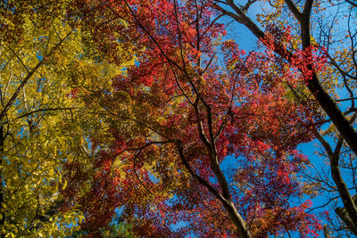 Low angle view of autumnal tree against sky