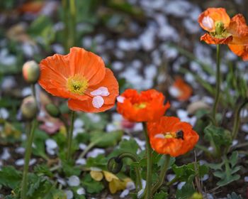 Close-up of orange flowering plant