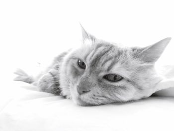 Close-up portrait of cat