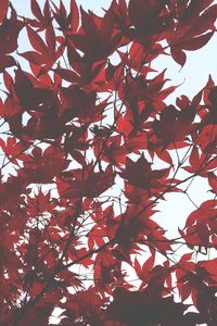 Low angle view of leaves on tree