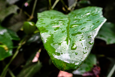 Close-up of wet leaf