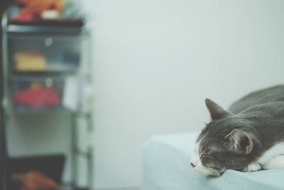 Close-up of a cat resting