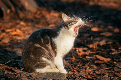 Cat sitting on a field