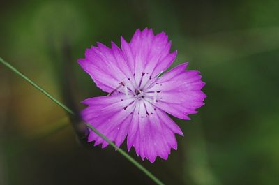 Close-up of pink flower