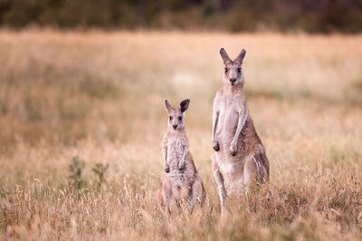 Portrait of kangaroos on field at national park