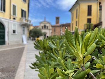 Close-up of plant by street against buildings in city