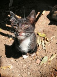 High angle view of cat