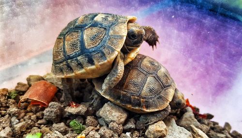 Close-up of tortoise