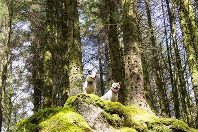 Woman with dog in forest