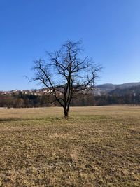 Bare tree on field against clear sky