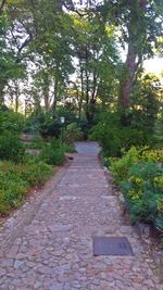 Footpath amidst trees in forest