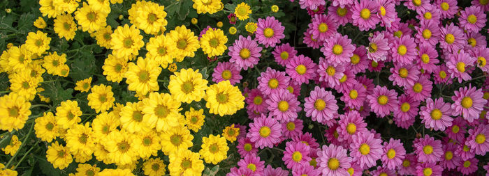 Full frame shot of yellow and pink flowering plant